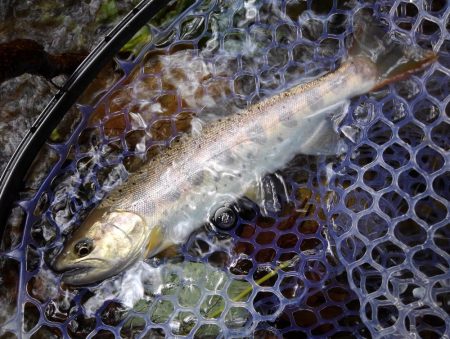 増水の渓でミノーイング